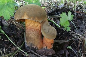 Klikni pro velký obrázek