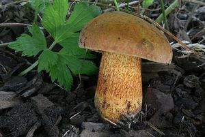 Klikni pro velký obrázek