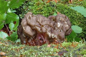 Ucháčovec šumavský - Gyromitra sphaerospora (Peck) Sacc.