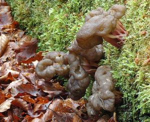 Ucháčovec šumavský - Gyromitra sphaerospora (Peck) Sacc.