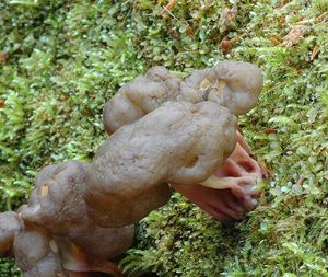 Ucháčovec šumavský - Gyromitra sphaerospora (Peck) Sacc.