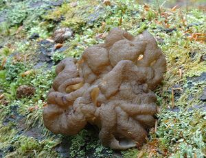 Ucháčovec šumavský - Gyromitra sphaerospora (Peck) Sacc.