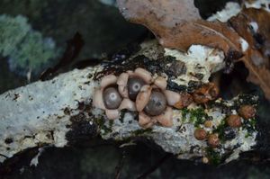 Hvězdovka Schweinitzova - Geastrum schweinitzii (Berk. & M.A. Curtis) Zeller 1948