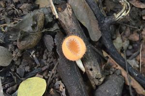 Cookeina tricholoma - Cookeina tricholoma (Mont.) Kuntze 1891