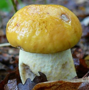 Klikni pro velký obrázek