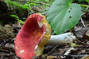 Klikni pro velký obrázek