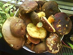 Klikni pro velký obrázek