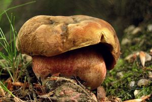 Klikni pro velký obrázek