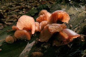 Boltcovitka ucho Jidášovo - Auricularia auricula-judae (Bull.) Quél. 1886