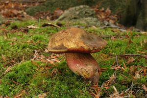 Klikni pro velký obrázek