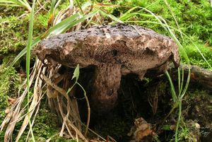 Šiškovec černý - Strobilomyces strobilaceus (Scop.) Berk.