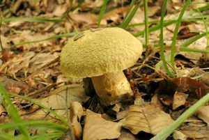 Hřib siný - Gyroporus cyanescens  (Bull.) Quél. 1886