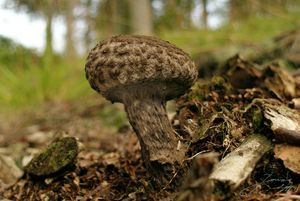 Šiškovec černý - Strobilomyces strobilaceus (Scop.) Berk.