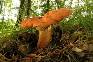 Klikni pro velký obrázek