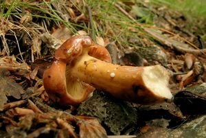 Klikni pro velký obrázek