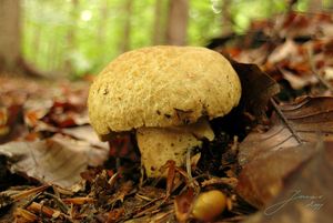 Hřib siný - Gyroporus cyanescens  (Bull.) Quél. 1886