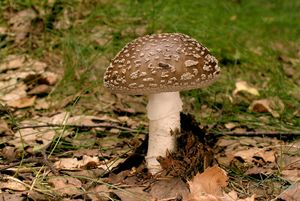 Klikni pro velký obrázek