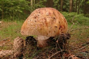 Klikni pro velký obrázek