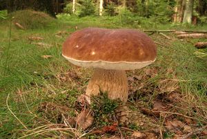 Klikni pro velký obrázek