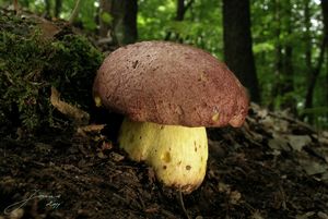 Klikni pro velký obrázek