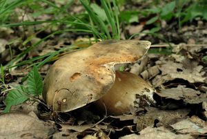 Klikni pro velký obrázek