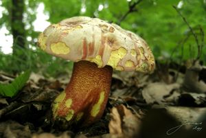 Klikni pro velký obrázek