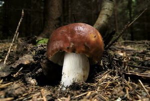 Klikni pro velký obrázek