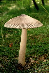 Muchomůrka pošvatá - Amanita vaginata (Bull.) Lam. 1783