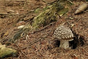 Klikni pro velký obrázek