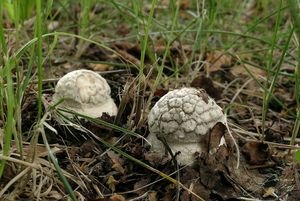 Muchomůrka tygrovaná - Amanita pantherina (DC.) Krombh. 1846