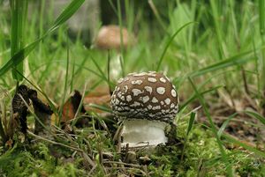 Muchomůrka tygrovaná - Amanita pantherina