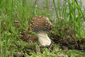 Muchomůrka tygrovaná - Amanita pantherina