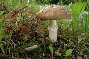 Muchomůrka tygrovaná - Amanita pantherina