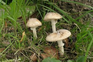 Muchomůrka tygrovaná - Amanita pantherina