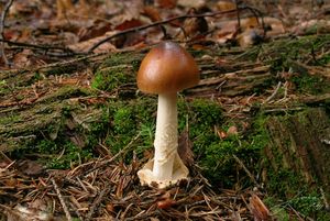 Muchomůrka plavá - Amanita fulva  Fr. 1815