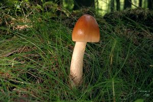 Muchomůrka plavá - Amanita fulva  Fr. 1815