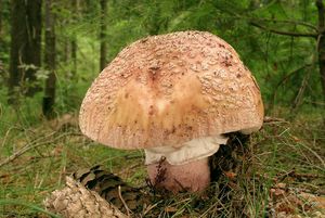 Muchomůrka růžovka - Amanita rubescens Pers. 1797