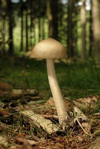 Muchomůrka pošvatá - Amanita vaginata