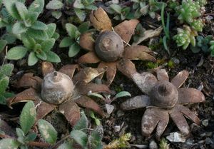 Hvězdovka uherská - Geastrum hungaricum  Hollós (1901)