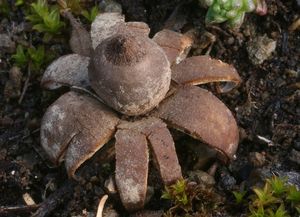 Hvězdovka uherská - Geastrum hungaricum Hollós