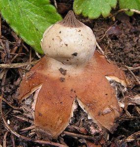 Hvězdovka pastvinná - Geastrum schmidelii