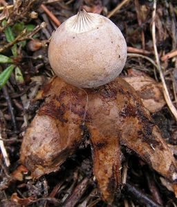 Hvězdovka pastvinná - Geastrum schmidelii