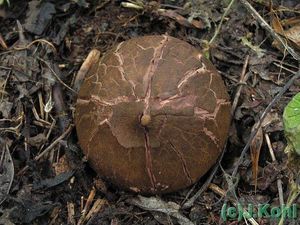 Hvězdovka vlasohlavá - Geastrum melanocephalum  (Czern.) V.J. Staněk (1956)