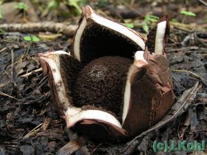 Hvězdovka vlasohlavá - Geastrum melanocephalum (Czern.) V.J. Staněk