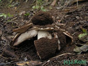 Hvězdovka vlasohlavá - Geastrum melanocephalum (Czern.) V.J. Staněk