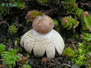 Hvězdovka maličká - Geastrum minimum