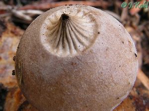 Hvězdovka pastvinná - Geastrum schmidelii