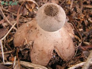 Hvězdovka pastvinná - Geastrum schmidelii