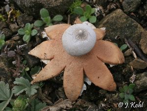 Hvězdovka Pouzarova - Geastrum pouzarii  V.J. Staněk 1954