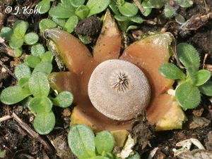 Hvězdovka Pouzarova - Geastrum pouzarii